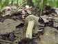 Tavaszi rétgomba (Agrocybe praecox), Pilis